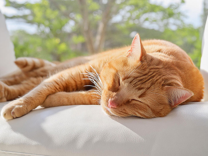 白いソファで気持ちよさそうに昼寝する茶色い猫