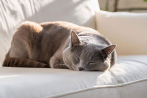 白いソファで気持ちよさそうに昼寝するグレーの猫