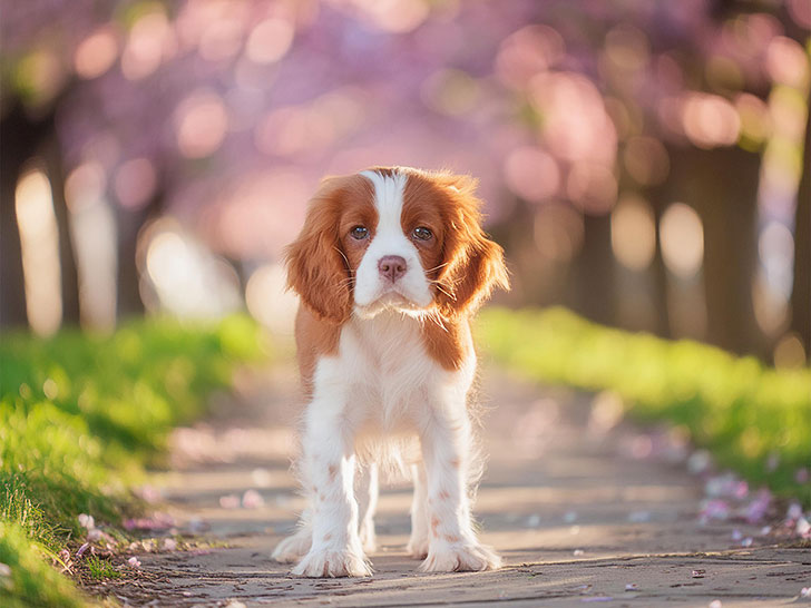 春の小道に立つかわいいキャバリエの子犬