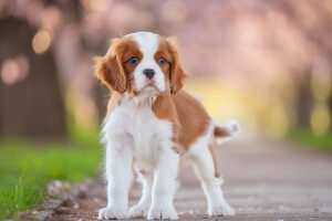 春の小道に立つかわいいキャバリエの子犬