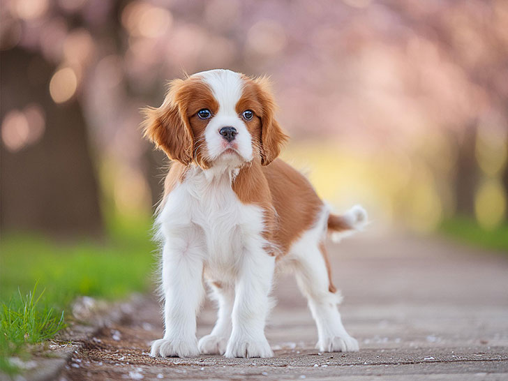 春の小道に立つかわいいキャバリエの子犬