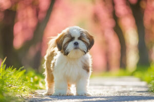 春の小道に立つかわいいシーズーの子犬