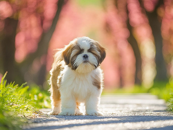 春の小道に立つかわいいシーズーの子犬