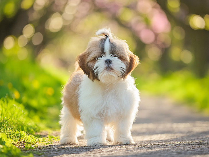 春の小道に立つかわいいシーズーの子犬