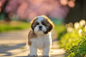 春の小道に立つかわいいシーズーの子犬