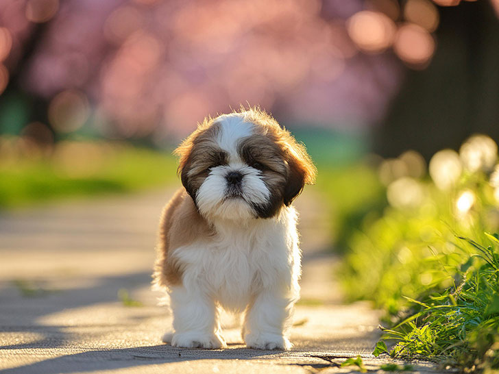 春の小道に立つかわいいシーズーの子犬