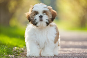 春の小道に立つかわいいシーズーの子犬