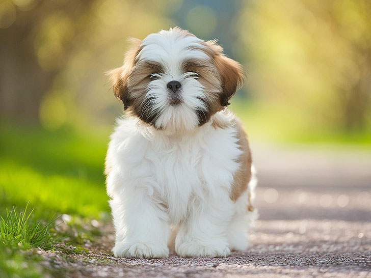 春の小道に立つかわいいシーズーの子犬