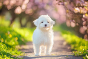 春の小道に立つかわいいマルチーズの子犬