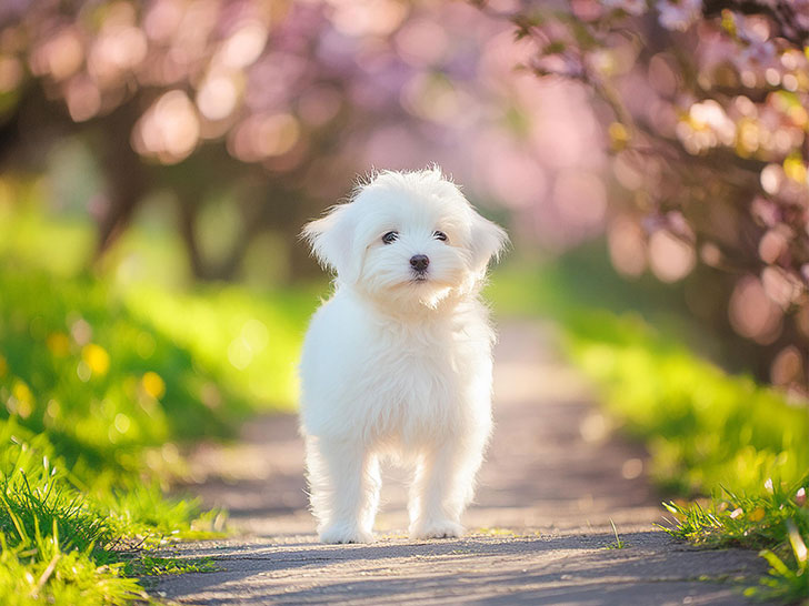 春の小道に立つかわいいマルチーズの子犬