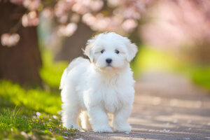 春の小道に立つかわいいマルチーズの子犬