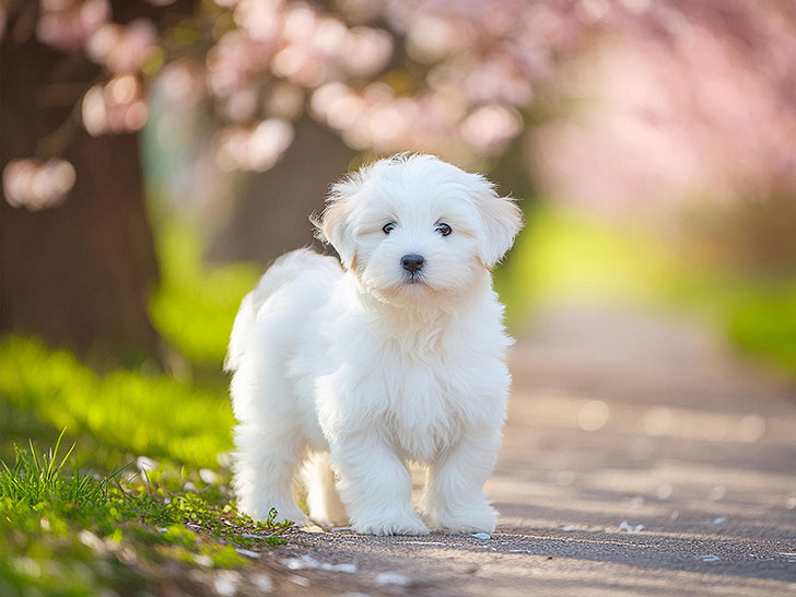 春の小道に立つかわいいマルチーズの子犬