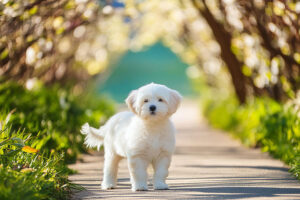 春の小道に立つかわいいマルチーズの子犬