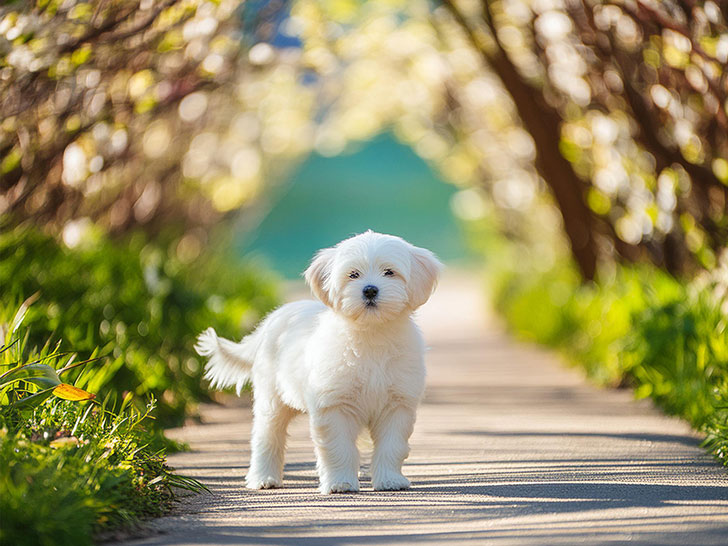 春の小道に立つかわいいマルチーズの子犬