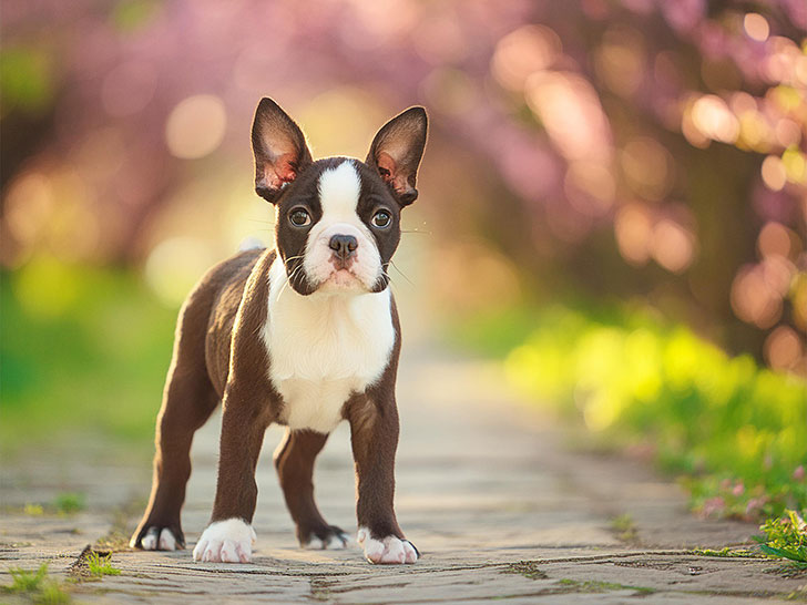 春の小道に立つかわいいボストンテリアの子犬