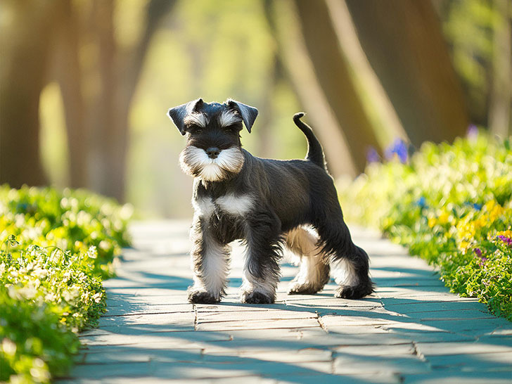 春の小道に立つかわいいシュナウザーの子犬