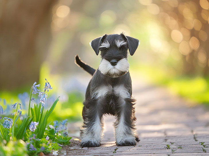 春の小道に立つかわいいシュナウザーの子犬