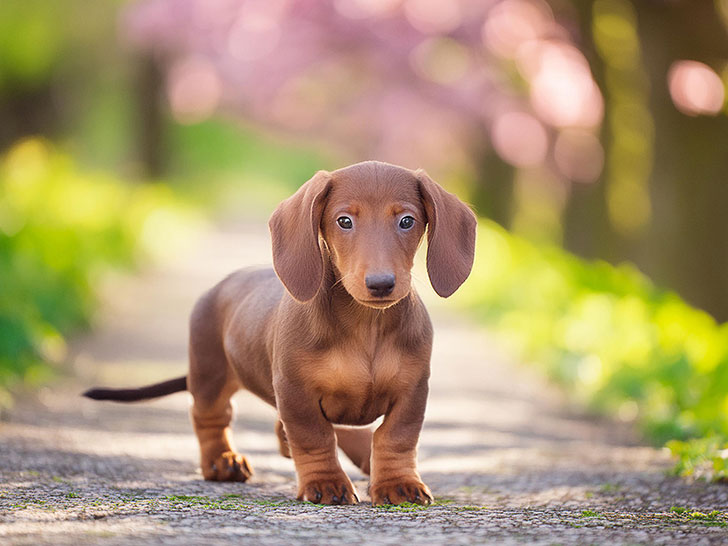 春の小道に立つかわいいミニチュアダックスの子犬