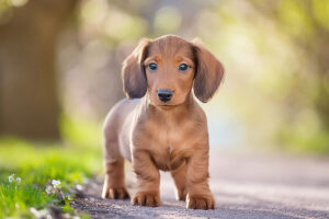 春の小道に立つかわいいミニチュアダックスの子犬