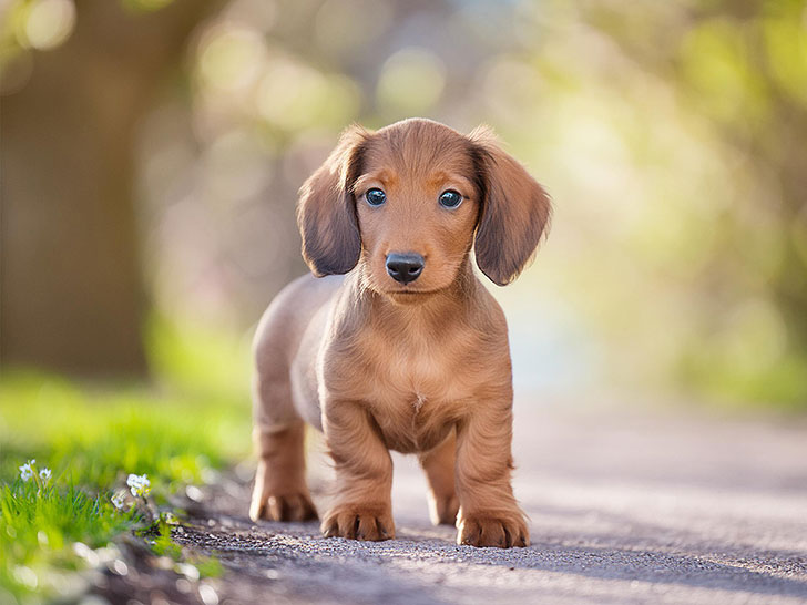 春の小道に立つかわいいミニチュアダックスの子犬