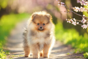 春の小道に立つかわいいポメラニアンの子犬