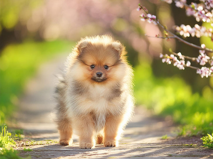 春の小道に立つかわいいポメラニアンの子犬