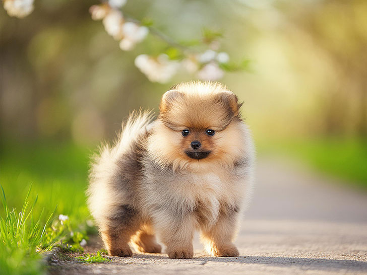 春の小道に立つかわいいポメラニアンの子犬