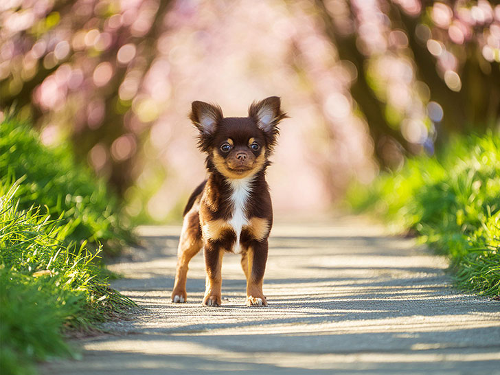 春の小道に立つかわいいチワワの子犬