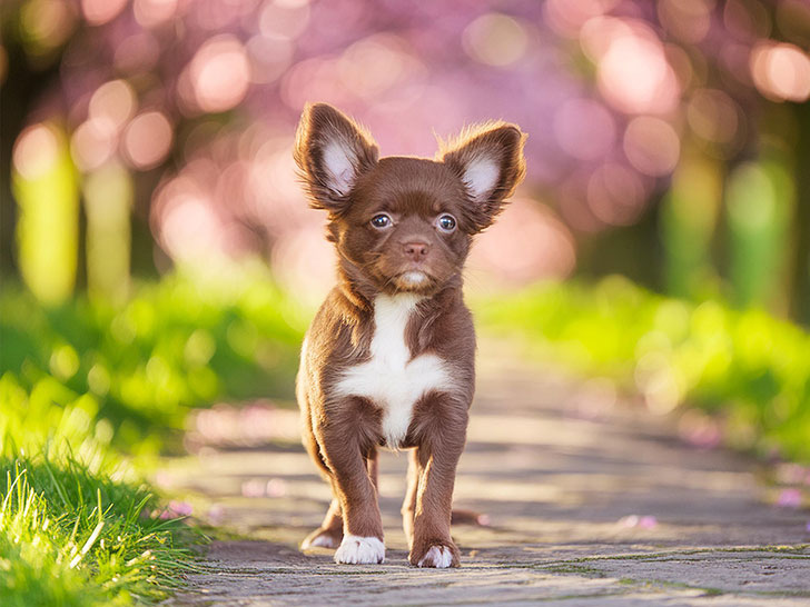 春の小道に立つかわいいチワワの子犬