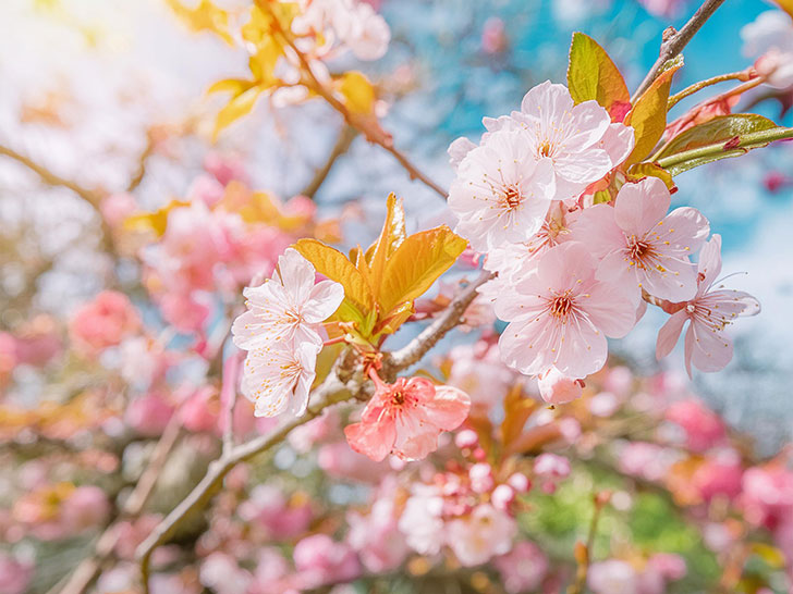 青空に映えるかわいいピンク色の桜の花