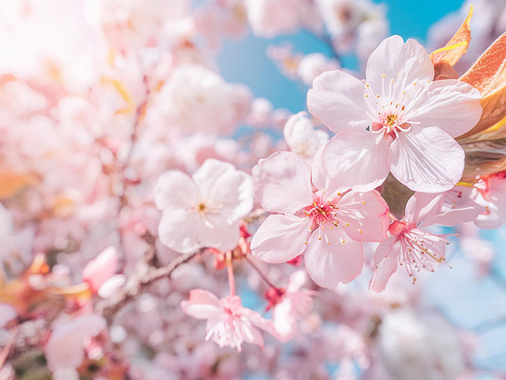 青空に映えるかわいいピンク色の桜の花