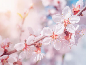 青空に映えるかわいいピンク色の桜の花