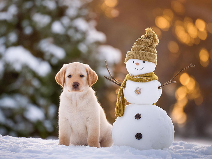 雪だるまと並んで座るかわいいラブラドールの子犬