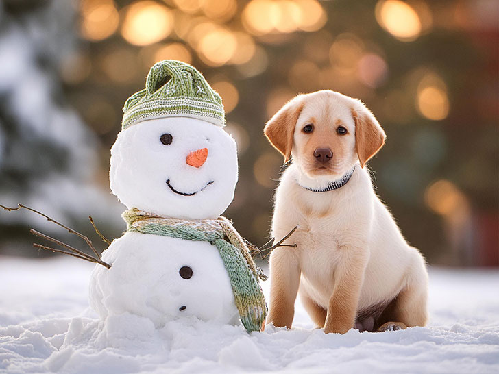 雪だるまと並んで座るかわいいラブラドールの子犬