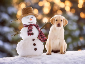 雪だるまと並んで座るかわいいラブラドールの子犬