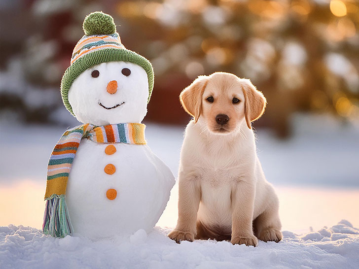 雪だるまと並んで座るかわいいラブラドールの子犬