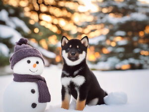 雪だるまと並んで座るかわいい黒柴の子犬