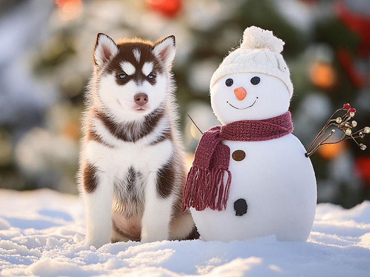 雪だるまと並んで座るかわいいハスキーの子犬