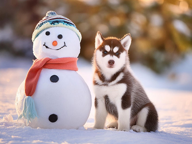 雪だるまと並んで座るかわいいハスキーの子犬