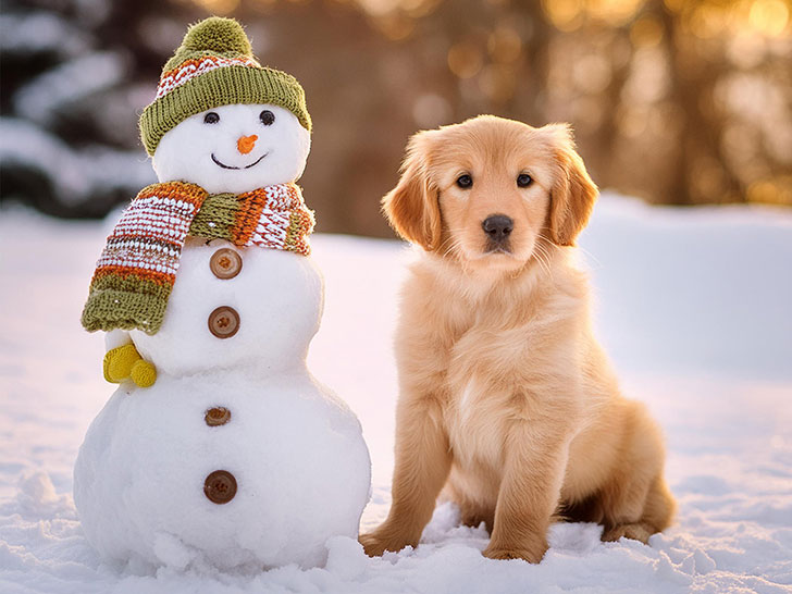 雪だるまと並んで座るかわいいゴールデンレトリーバーの子犬