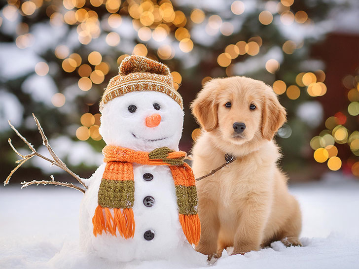 雪だるまと並んで座るかわいいゴールデンレトリーバーの子犬