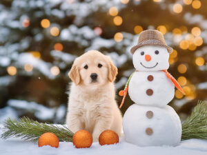 雪だるまと並んで座るかわいいゴールデンレトリーバーの子犬