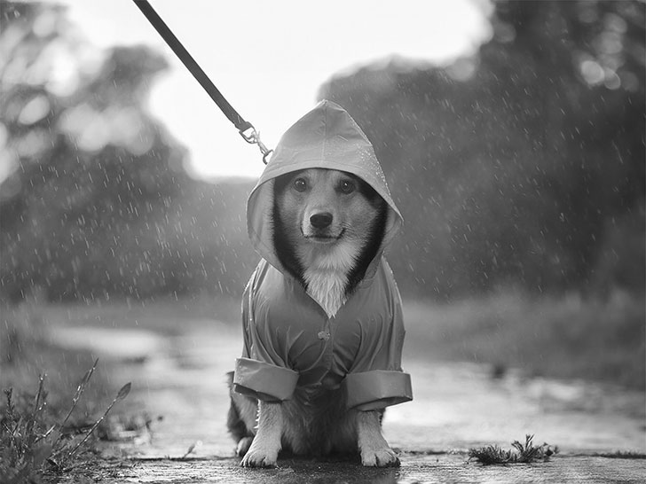 レインコートを着て雨の中を散歩する犬