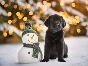 雪だるまと並んで座るかわいい黒ラブの子犬