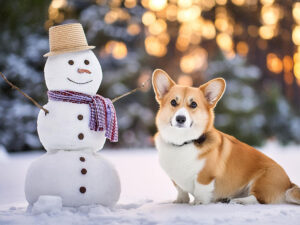 雪だるまと並んで座るかわいいコーギーの子犬