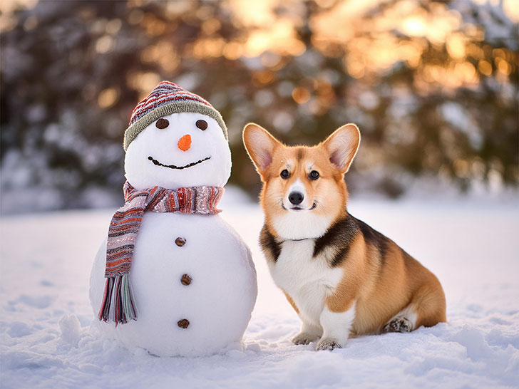 雪だるまと並んで座るかわいいコーギーの子犬