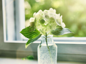 窓辺に飾られた一輪のアジサイの花