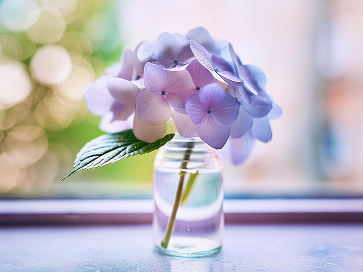 窓辺に飾られた一輪のアジサイの花