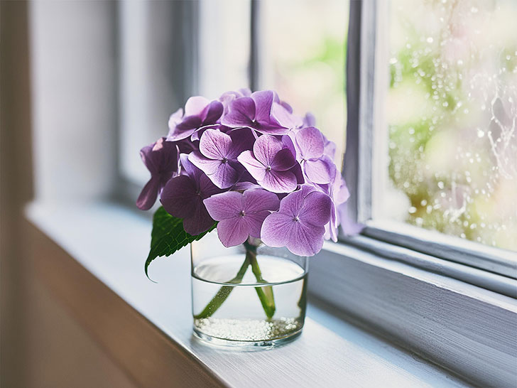 窓辺に飾られた一輪のアジサイの花