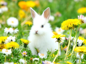 お花畑の中にいるかわいい子ウサギ